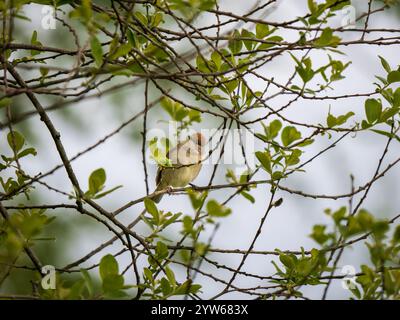 Casquette noire femelle perchée dans un arbre Banque D'Images