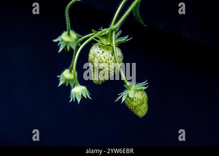 gros plan de fraises vertes non mûres sur la plante sur un fond sombre Banque D'Images