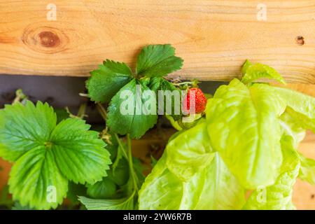 Culture de fraises et de laitues dans une jardinière verticale en bois DIY. Plantation compagnon Banque D'Images