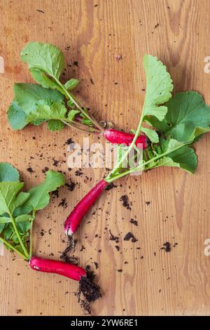 Longs radis rouges fraîchement cueillis dans le jardin biologique Banque D'Images