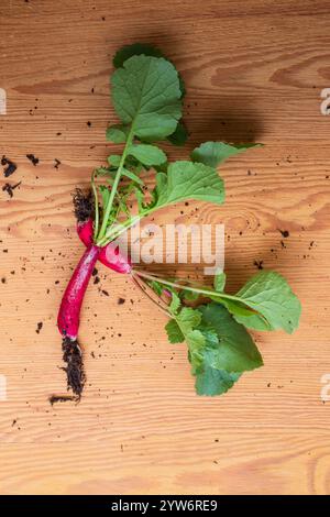 Longs radis rouges fraîchement cueillis dans le jardin biologique Banque D'Images