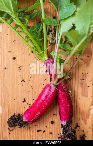 Longs radis rouges fraîchement cueillis dans le jardin biologique Banque D'Images