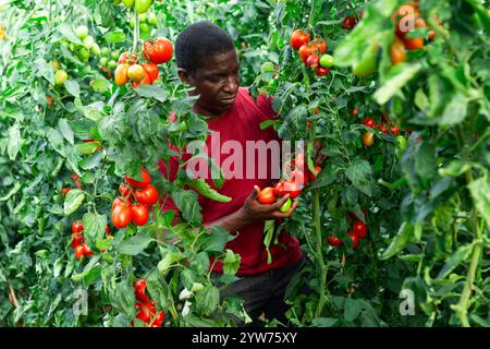 Le propriétaire heureux de la ferme cueille des tomates rouges mûres Banque D'Images