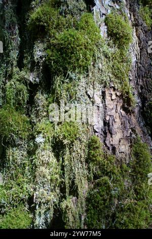 Au cœur de la forêt pluviale tempérée du nord de l'Oregon : conifères anciens recouverts de mousse émeraude vibrante, écorce rugueuse texturée avec une croissance luxuriante, tandis que le pin c Banque D'Images