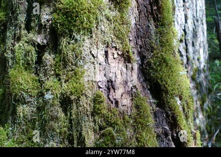 Au cœur de la forêt pluviale tempérée du nord de l'Oregon : conifères anciens recouverts de mousse émeraude vibrante, écorce rugueuse texturée avec une croissance luxuriante, tandis que le pin c Banque D'Images