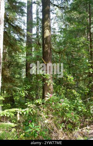 Au cœur de la forêt pluviale tempérée du nord de l'Oregon : conifères anciens recouverts de mousse émeraude vibrante, écorce rugueuse texturée avec une croissance luxuriante, tandis que le pin c Banque D'Images