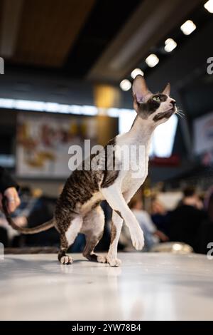 Cornish rex. Portrait de chat. Spectacle de chats. Chat de race pure Banque D'Images