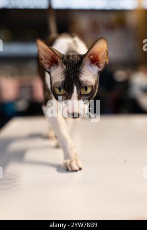 Cornish rex. Portrait de chat. Spectacle de chats. Chat de race pure Banque D'Images