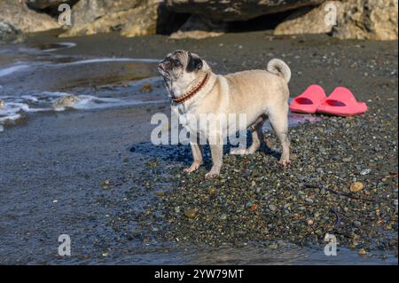 Un carlin heureux se tient sur un rivage de sable, prenant dans la brise de l'océan tandis que des sandales roses se trouvent à proximité sous le soleil. Banque D'Images