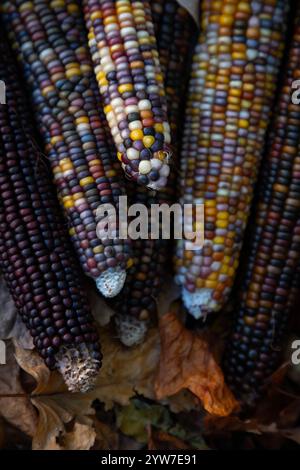 Le maïs indien, avec sa riche gamme de grains multicolores dans des teintes bleues, rouges, jaunes et brunes, est un symbole traditionnel de la saison des récoltes d'automne. Banque D'Images