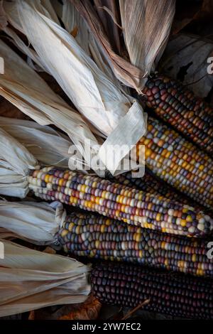 Le maïs indien, avec sa riche gamme de grains multicolores dans des teintes bleues, rouges, jaunes et brunes, est un symbole traditionnel de la saison des récoltes d'automne. Banque D'Images