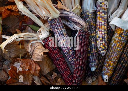 Le maïs indien, avec sa riche gamme de grains multicolores dans des teintes bleues, rouges, jaunes et brunes, est un symbole traditionnel de la saison des récoltes d'automne. Banque D'Images