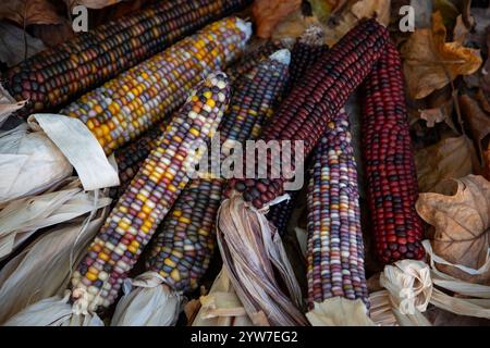 Le maïs indien, avec sa riche gamme de grains multicolores dans des teintes bleues, rouges, jaunes et brunes, est un symbole traditionnel de la saison des récoltes d'automne. Banque D'Images