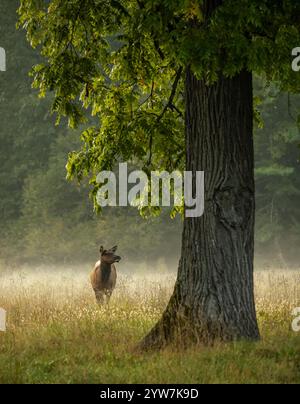 Vache Elk fait une pause dans le pâturage à Foggy Field près de large Tree dans le parc national des Great Smoky Mountains Banque D'Images