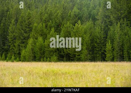 Des herbes jaunes remplissent la prairie de forêt de pins au loin dans le parc national de Yellowstone Banque D'Images