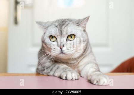 Chat assis table Indoor Portrait - Un portrait en gros plan d'un chat gris et blanc assis sur une table rose à l'intérieur. Banque D'Images