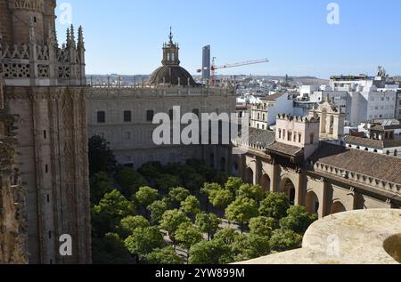 Cour orangée (Patio de los naranjos) de la cathédrale de Séville, vue de la Tour Giralda Banque D'Images