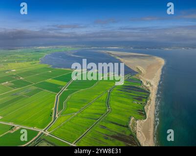 Vue aérienne de la baie et de la pointe de Fangar et les rizières du delta de l'Èbre, verte un matin d'été (Baix Ebre, Tarragone, Catalogne, Espagne) Banque D'Images