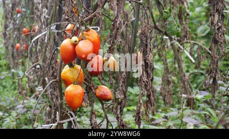 Foyer sélectif, tomates rouges mûres et presque pourries accrochées sur des tiges entourées de feuilles sèches dans un champ, avec un fond de feuilles vertes Banque D'Images