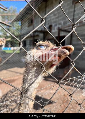 Autruche commune, Struthio camelus, jeune autruche, animal captif, autruche captive, derrière la clôture, clôture, Zoo, Bulgarie, Europe de l'est, Balkans, UE Banque D'Images