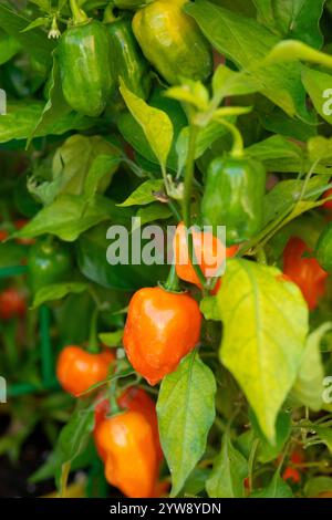 Piment orange Habanero, Capsicum Chinense Banque D'Images