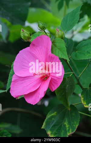 Hibiscus moscheutos Extreme Hot Pink, rose mauve Extreme Hot Pink, Hibiscus moscheutos ExtrehotPink, Banque D'Images