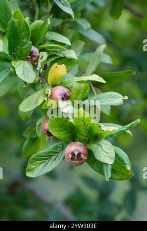 Mespilus germanica iranien, nègre iranien, fruit brun roussâtre au début de l'automne Banque D'Images