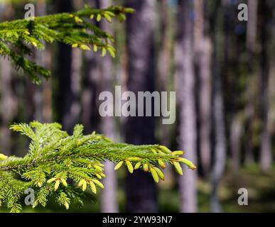 Pointes d'épinette fraîche dans une forêt. Gros plan des pointes d'épinette, nouvelle croissance sur l'épinette au printemps. De jeunes pousses d'épinette ont été mangées au début du printemps. Banque D'Images