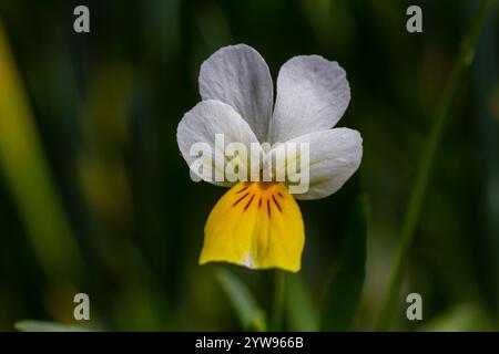 le viola arvensis est une plante sauvage à fleurs jaunes blanches en pleine floraison avec de l'herbe de prairie. le viola arvensis est utilisé en médecine populaire comme médicament Banque D'Images