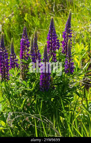 Lupinus, lupin, champ de lupin avec des fleurs roses violettes et bleues. Banque D'Images