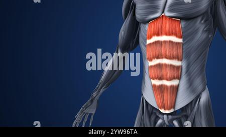 Sections en surbrillance de l'anatomie musculaire abdominale Banque D'Images