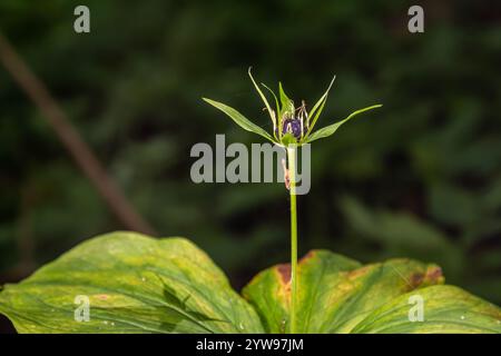 Plante très toxique oeil de Raven quatre feuilles Paris quadrifolia également connue, baie ou véritable amoureux noeud poussant à l'état sauvage dans une forêt. Banque D'Images