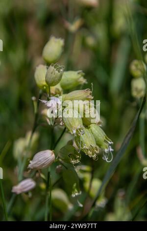 Silene vulgaris ou Campion de la vessie, fleurs blanches rosées, gros plan. Maidenstears ou catchfly est une plante à fleurs vivace de la famille des Caryophylla Banque D'Images