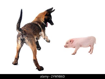 cochon miniature rose et chiot malinois devant fond blanc Banque D'Images