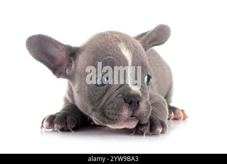 Chiot bouledogue français, in front of white background Banque D'Images