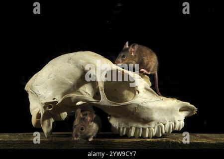 souris domestiques grimpant sur le crâne de cerf Banque D'Images
