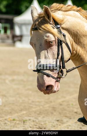 portrait d'un cheval blanc de race pure dans une compétition équestre Banque D'Images