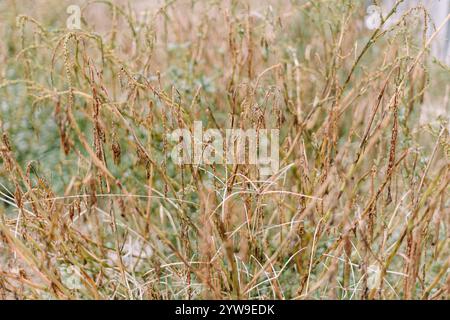 Herbe d'alang-alang sèche aux tons dorés naturels, souvent utilisée pour la décoration ou l'artisanat traditionnel Banque D'Images