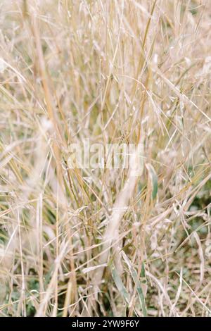 Herbe d'alang-alang sèche aux tons dorés naturels, souvent utilisée pour la décoration ou l'artisanat traditionnel Banque D'Images