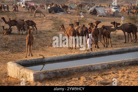 Camel Pushkar Fair Banque D'Images