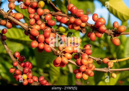 Grains de café poussant sur la brousse au Sinouk Coffee Resort, plateau de Bolaven, province de Salavan, près de Pakse, sud du Laos, Laos, Asie du Sud-est Banque D'Images