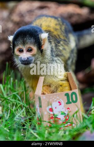 Londres, Royaume-Uni. 10 décembre 2024. Les singes écureuils à coiffe noire ouvrant des boîtes de calendrier de l'Avent remplissaient leurs insectes, noix et graines préférés. Les boîtes offrent aux singes très habiles de nouvelles façons stimulantes de chercher leur nourriture, en utilisant leurs excellentes compétences de recherche de nourriture lorsqu'ils ont ouvert le carton cadeaux de l'AVENT - Noël au zoo de Londres ZSL à Regent's Park. Crédit : Guy Bell/Alamy Live News Banque D'Images