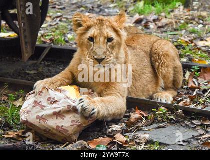 Londres, Royaume-Uni. 10 décembre 2024. ***USAGE ÉDITORIAL UNIQUEMENT*** Noël arrive tôt au ZSL London Zoo lors d'un appel photo avec des Lion Cubs asiatiques en voie de disparition dégustant des friandises festives au ZSL London Zoo, Londres, Angleterre. ROYAUME-UNI. Mardi 10 décembre 2024 crédit : Famous/Alamy Live News Banque D'Images