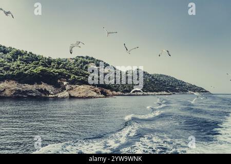 Mouettes au large de la côte de l'île grecque de Skiathos, Grèce, Europe Banque D'Images