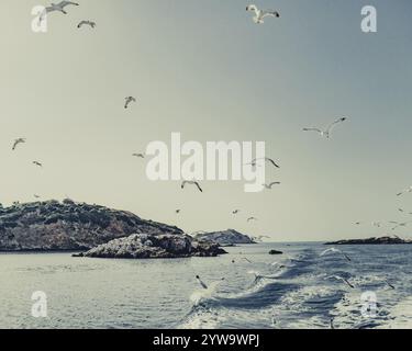 Mouettes au large de la côte de l'île grecque de Skiathos, Grèce, Europe Banque D'Images