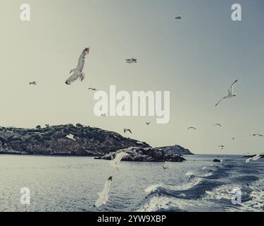 Mouettes au large de la côte de l'île grecque de Skiathos, Grèce, Europe Banque D'Images