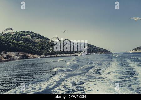 Mouettes au large de la côte de l'île grecque de Skiathos, Grèce, Europe Banque D'Images