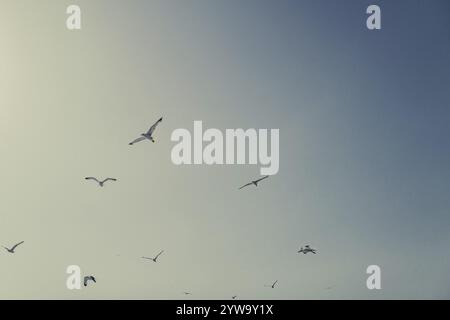 Mouettes au large de la côte de l'île grecque de Skiathos, Grèce, Europe Banque D'Images