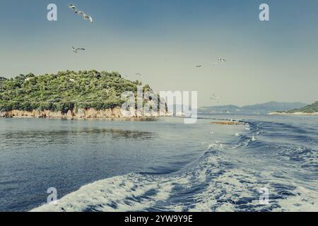 Mouettes au large de la côte de l'île grecque de Skiathos, Grèce, Europe Banque D'Images