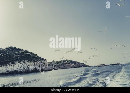 Mouettes au large de la côte de l'île grecque de Skiathos, Grèce, Europe Banque D'Images